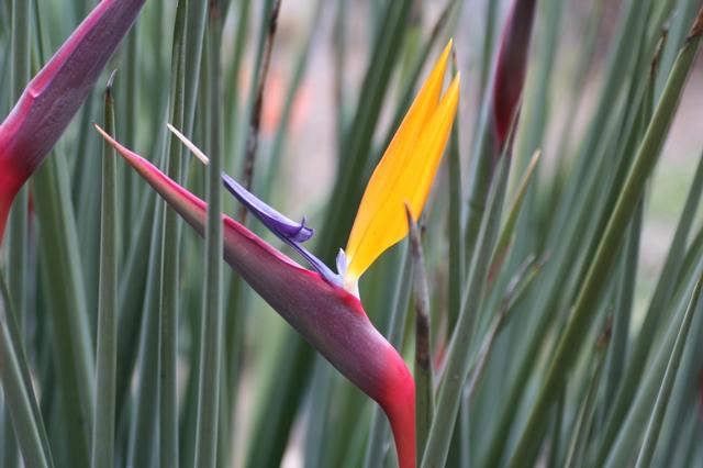 استرلیتزیا